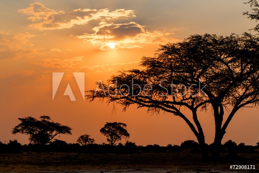 Picture of African sunset with tree in front